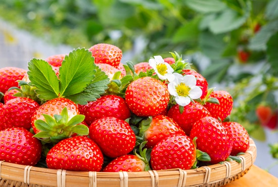 Mengenal Buah-buahan Rendah Gula! 사진 6