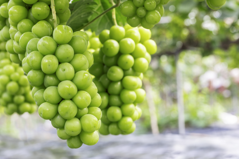 Diabetes, mari kita cari tahu buah-buahan yang harus dihindari 사진 4